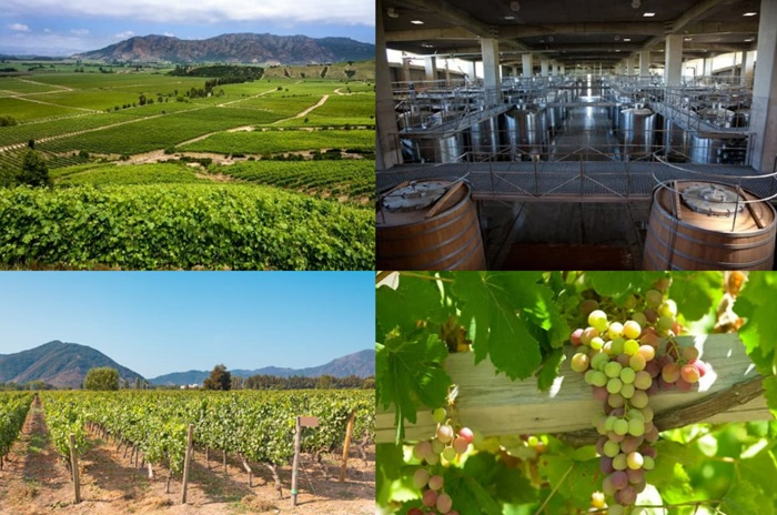 Best Travel Destinations in Chile for Unforgettable Trip-Valle de Colchagua